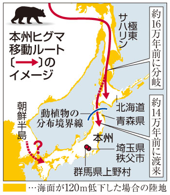 本州のヒグマは新系統 化石からdna初抽出 山梨大など研究チーム 室蘭民報社 電子版 本州のヒグマは新系統 化石からdna初抽出 山梨大など研究チーム 室蘭民報社 電子版