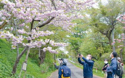 写真：富士下桜並木のシオガマサクラを観賞する受講生ら