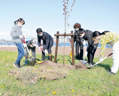 写真：室蘭港中央ふ頭にサクラを植樹する市民ら