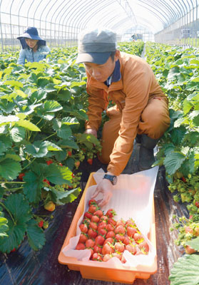 写真：豊浦町で最盛期を迎えているイチゴの収穫＝星の実ファーム