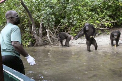 写真：手を差し出して餌をねだるチンパンジー＝４月、リベリア・マーシャル（共同）