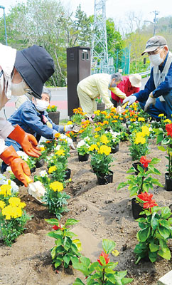 写真：花植え作業に励む山手町見晴町会の会員たち