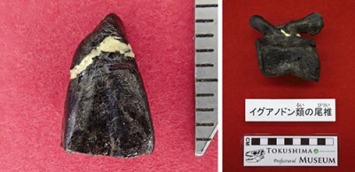 写真：徳島県勝浦町で見つかった、イグアノドン類の歯の化石（徳島県立博物館提供、左）としっぽの骨の化石