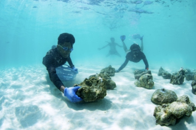 写真：タイ南部マヤ湾でのサンゴ礁再生活動の様子＝２０１９年（ムーコ・ピピ国立公園提供、共同）