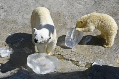 写真：プレゼントされた氷で遊ぶ、旭山動物園のホッキョクグマの親子＝５日午前、旭川市