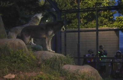 写真：旭山動物園の「夜の動物園」で遠ぼえするシンリンオオカミ＝１０日夕、旭川市