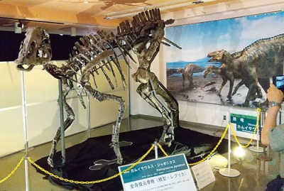 写真：カムイサウルス・ジャポニクスの全身復元骨格（模型）
