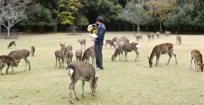 写真：ホルンの音色で呼び寄せられる奈良公園のシカ＝１日午前、奈良市