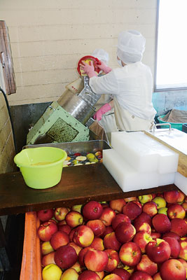 写真：そうべつ農産加工センターで行われているリンゴの搾汁作業
