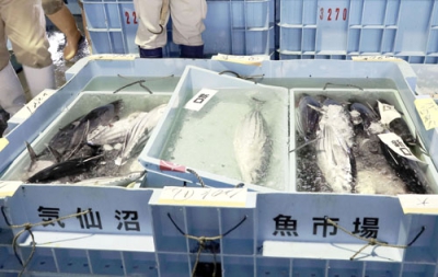 写真：気仙沼魚市場で入札に出された生鮮カツオ＝２０２２年１１月、宮城県気仙沼市