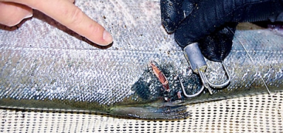 写真：密漁により違法に採捕されたサケ（室蘭海上保安部提供）