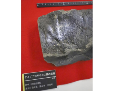 写真：デイノニコサウルス類の足跡化石＝１日、福井市