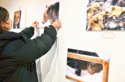 写真：愛らしいクマの表情を楽しめる写真展