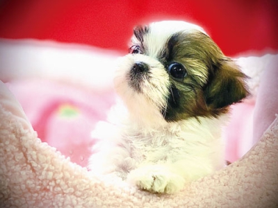 写真：愛くるしいしぐさを見せるシーズーの子犬