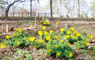 写真：開花のピークを迎えている早春の花フクジュソウ