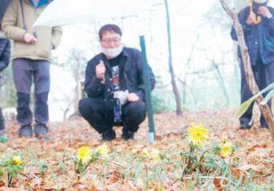 写真：知里森舎の森で参加者が雨の中で咲くフクジュソウなどを観察した