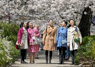 写真：宝塚音楽学校に合格し、満開の桜を見上げる合格者＝２９日午前、兵庫県宝塚市