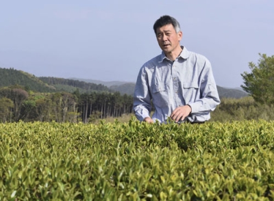 写真：熊本県水俣市で茶葉の無農薬栽培に取り組む「桜野園」代表の松本和也さん＝４月