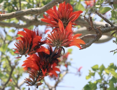 写真：真っ赤な花が見頃を迎えたデイゴ＝５月１６日、鹿児島県瀬戸内町