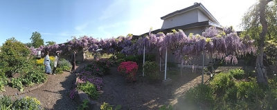 写真：見ごろを迎えた古屋さん宅のフジの花
