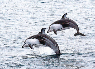 写真：大海原を生き生きと泳ぐカマイルカ（笹森琴絵氏提供）