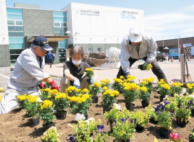 写真：道の駅みたら室蘭前の花壇に色とりどりの花苗を植え込む参加者