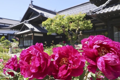 写真：満開を迎えた赤いボタンと旧青山別邸＝５月、小樽市