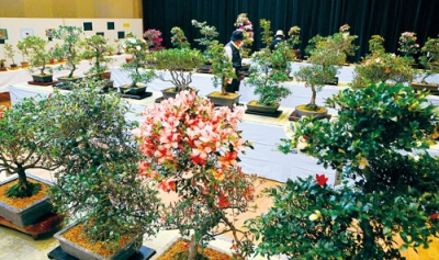 写真：青山さんが丹精したサツキが並んだ展示会