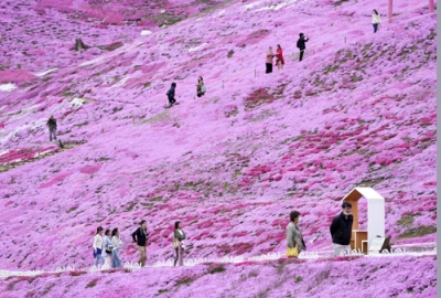 写真：丘一面に咲く、中鉢末吉さんが手がけたシバザクラ＝５月１５日、大空町の東藻琴芝桜公園