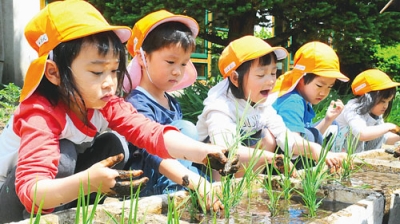 写真：田んぼに見立てた発泡スチロール製の箱にななつぼしの苗を植える園児