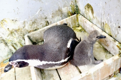 写真：３年ぶりに誕生したフンボルトペンギンの赤ちゃん。左はお母さんのポポ