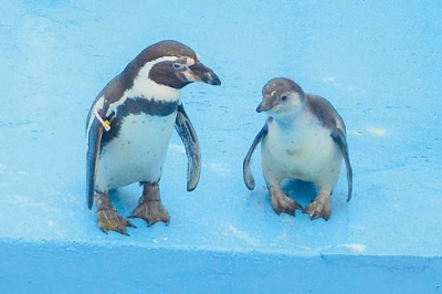 写真：母親のポポ（左）とプールで涼むペンギンの赤ちゃん（提供写真）