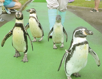 写真：初めて行進するペンギンの赤ちゃん（右から２羽目）＝提供写真
