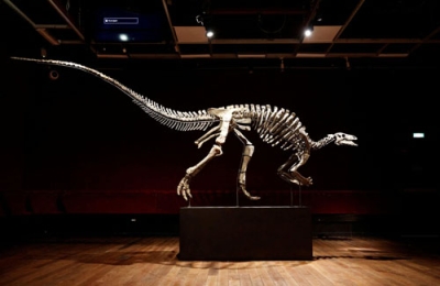 写真：恐竜カンプトサウルス「バリー」の骨格＝１２日、パリ（ロイター＝共同）
