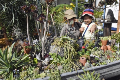 写真：「とっとり花回廊」で初開催している多肉植物を集めた企画「多肉パラダイス」＝１７日、鳥取県南部町
