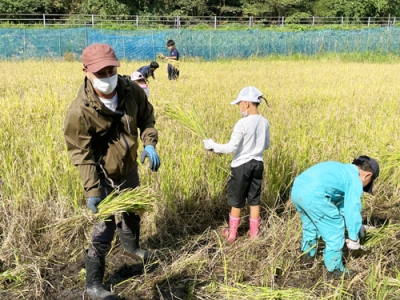 写真：ふれあい農園で行われた稲刈り体験会に参加する親子