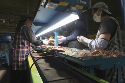 写真：選果場内でのサツマイモの出荷作業＝１０月、苫小牧市