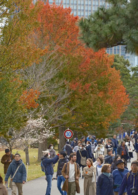 写真：皇居・乾通りの一般公開が始まり、紅葉を楽しむ人たち＝２５日午前