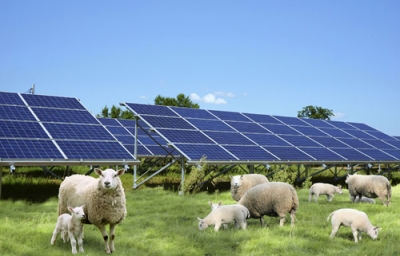 写真：ヒツジの放牧と太陽光発電を行う「ソーラーグレージング」のイメージ図