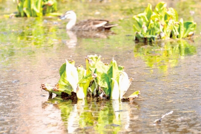 写真：湿地帯に咲くミズバショウとその周辺をのんびり泳ぐカルガモ