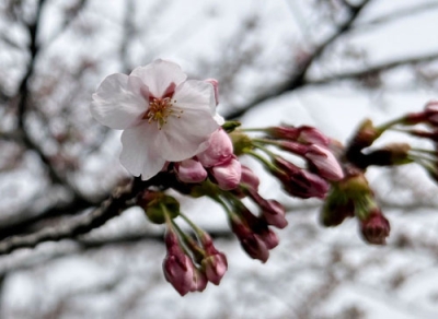 写真：松前町の松前公園で開花したソメイヨシノ＝１６日午前（同町提供）
