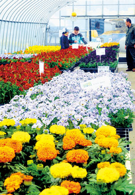 写真：色とりどりの花苗が並ぶ「花ファクトリーあけぼの」の直売所