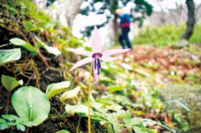 写真：細長い紫色の花びらを広げる見頃のカタクリ