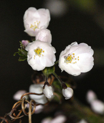 写真：札幌市の札幌管区気象台で開花したソメイヨシノ＝１８日午後