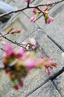 写真：伊達でも咲き始めたサクラ＝市内松ヶ枝町