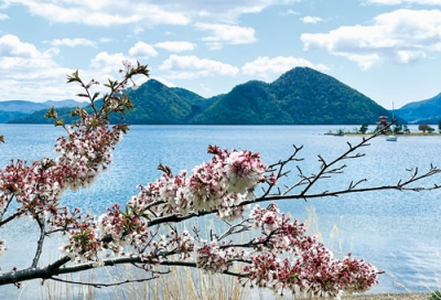 写真：洞爺湖畔のサクラは間もなく見ごろを迎える＝昨年５月撮影