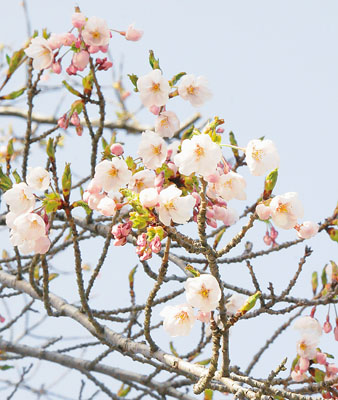写真：開花を迎えたソメイヨシノ＝室蘭八幡宮境内の標本木