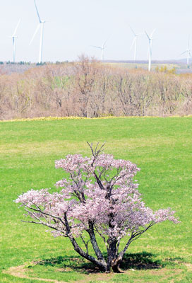 写真：見頃を迎えている一本桜＝室蘭市崎守町、２日