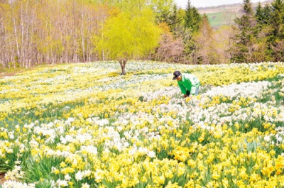写真：約４０種類が咲き誇り、見頃を迎えている「スイセンの丘」＝８日