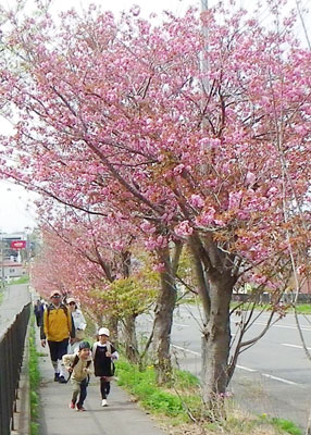 写真：自然を満喫して桜ウォーキングを楽しむ参加者＝提供写真